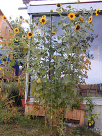 Flower 3